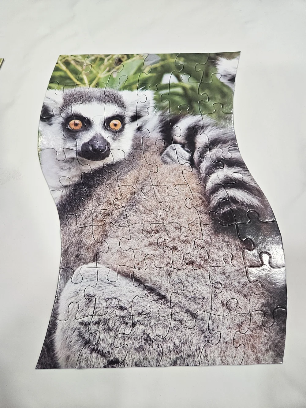 National Geographic Ring-Tailed Lemurs Puzzle Tin - Green, Black, White